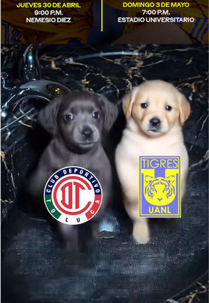 Video post by @clubtigresfemenil on TikTok