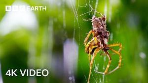 Video post by @bbcearth on YouTube
