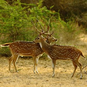 Image post by @hiltonyalaresort on Instagram