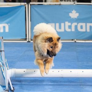 Image post by @tsukitheeurasier on Instagram