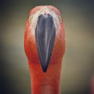 Image post by @sandiegozoo on Instagram