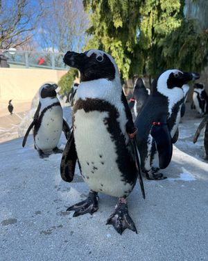 Image post by @thetorontozoo on Instagram