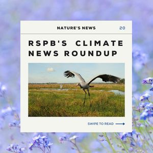 Image post by @rspb on Instagram