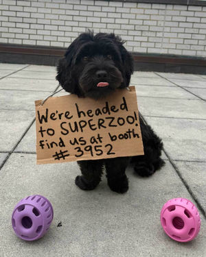 Image post by @mywoof on Instagram