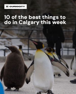 Image post by @curiocitycalgary on Instagram