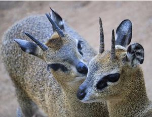 Image post by @sandiegozoo on Instagram