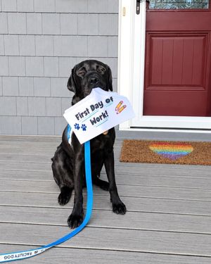 Image post by @canineorg on Instagram