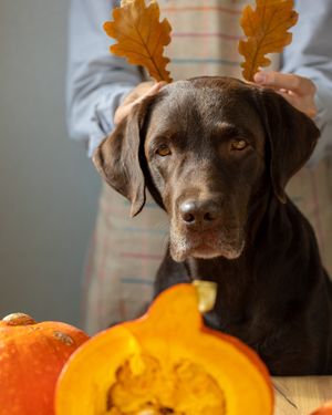 Image post by @pupcorntreats on Instagram