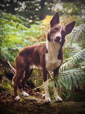 Image post by @susangarrettdogsthat on Instagram