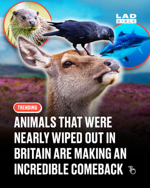 Image post by @ladbible on Instagram