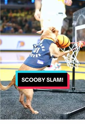 Video post by @pacers on TikTok