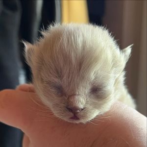 Image post by @brunrik.and.pyrene.ragdolls on Instagram