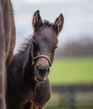 Image post by @spendthriftfarm on Instagram