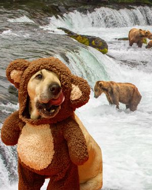 Image post by @petco on Instagram