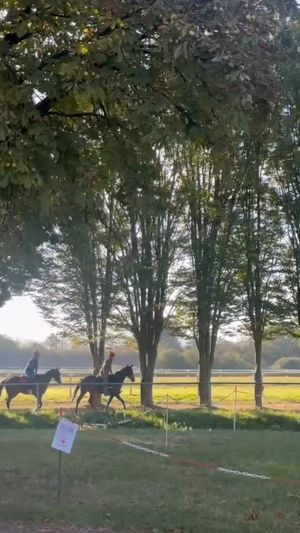Image post by @thoroughbred_daily_news on Instagram