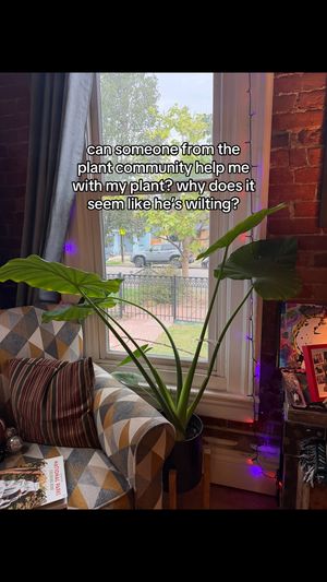 Video post by @dishingondenver on TikTok