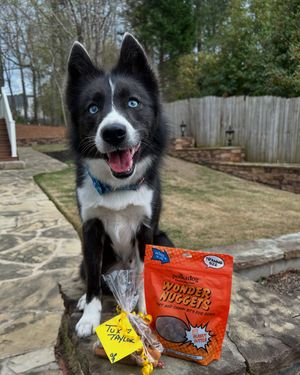 Image post by @tux_the_blue_pomsky on Instagram
