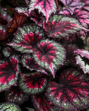 Image post by @rogersgardens on Instagram