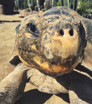 Image post by @sandiegozoo on Instagram