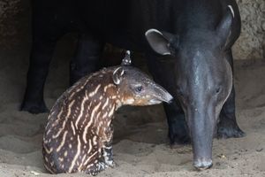 Image post by @sandiegozoo on Instagram