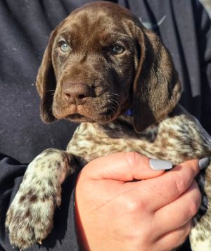 Image post by @tripleflushkennel on Instagram