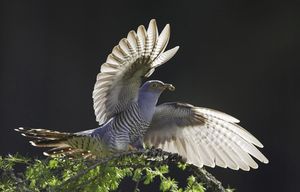 Image post by @rspb on Instagram