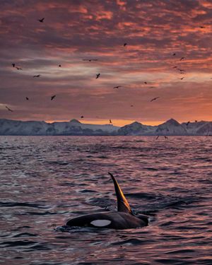 Image post by @paulnicklen on Instagram
