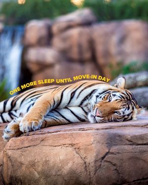 Video post by @lsu on TikTok