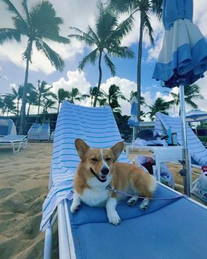 Image post by @ziggy_thecorg on Instagram