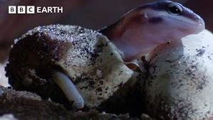 Video post by @bbcearth on YouTube