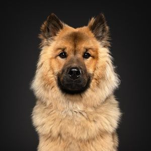 Image post by @tsukitheeurasier on Instagram