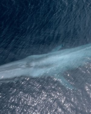 Image post by @discovery on Instagram