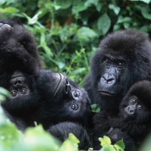 Image post by @animalplanet on Instagram