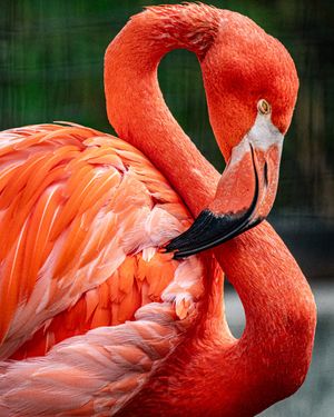 Image post by @thetorontozoo on Instagram