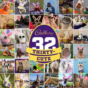 Image post by @cadburyusa on Instagram