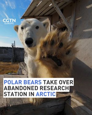 Image post by @cgtneurope on Instagram