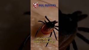 Video post by @bugbustersusa on YouTube