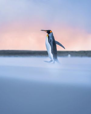 Image post by @sony.deutschland.at on Instagram