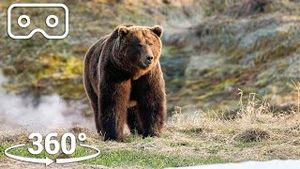 Video post by @bbcearth on YouTube
