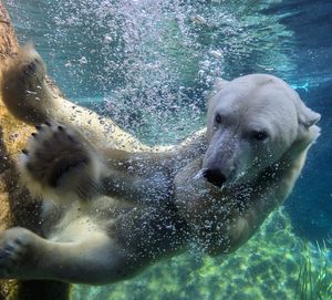 Image post by @sandiegozoo on Instagram