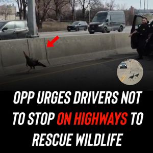Image post by @shottawa.tv on Instagram