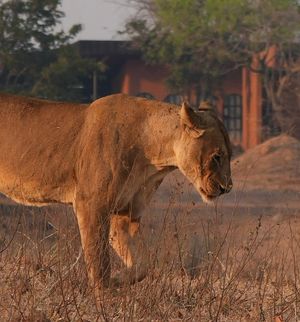 Image post by @chiawasafaris on Instagram