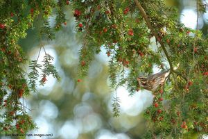 Image post by @rspb on Instagram