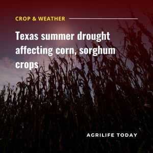 Image post by @txextension on Instagram