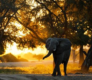 Image post by @chiawasafaris on Instagram