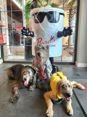 Image post by @thesavannahwolfhound on Instagram