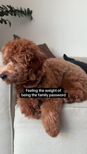 Video post by @tedflixnchill on TikTok