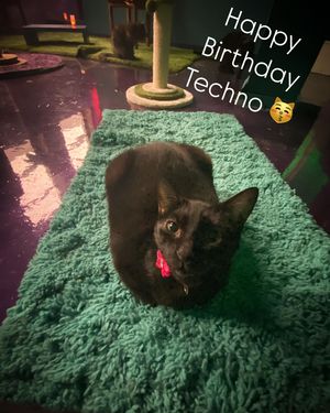 Image post by @thefriskywhiskeratl on Instagram