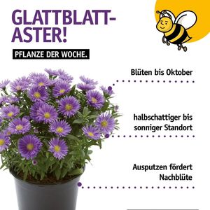 Image post by @oldenburgerwohngarten on Instagram