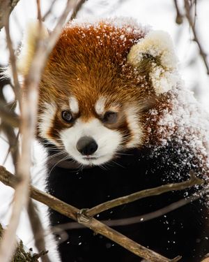 Image post by @thetorontozoo on Instagram